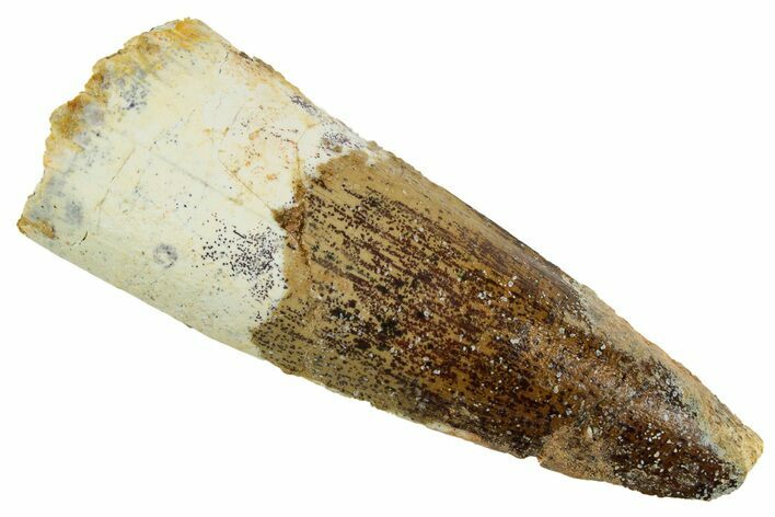 Spinosaurus Tooth - Real Dinosaur Tooth #192032